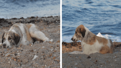 Photo of Stray Dog Who Chases After Woman On Beach Turns Out To Be A Treasure In Disguise