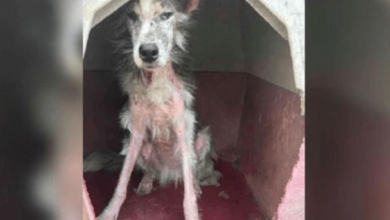 Photo of The Young Dog’s Skin Was Raw And Red But Now She Is The Happiest Girl