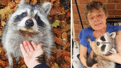 Photo of Raccoon Still Comes Back To Visit The Woman Who Saved Him 3 Years Later
