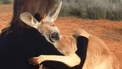 Photo of Rescued Kangaroo Can’t Stop Hugging Volunteers Who Saved Her Life
