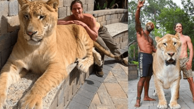 Photo of Meet The ‘World’s Largest Cat’, A 319 Kg Lion-Tiger Crossbreed