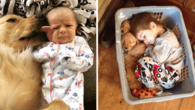 Photo of Funny Photos Showing That The Dog Is Another Child In The Family