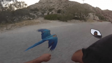 Photo of Man Goes For A Motorbike Ride And His Pet Parrot Flies Alongside Him All The Way