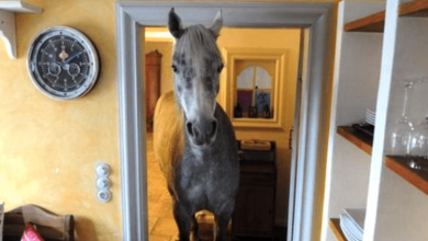 Photo of Horse Strolls Into Random Man’s Home And also Makes Herself Right At Home