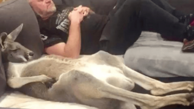 Photo of Rufus The Rescued Kangaroo Insists On Daily Couch Cuddles With Dad