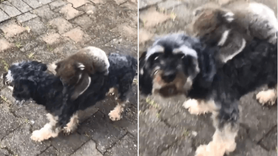 Photo of Cute Baby Koala Mistakes Little Dog For Its Mother