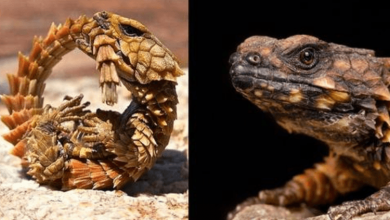 Photo of The Armadillo Lizard Is Like A Mini Armoured Dragon