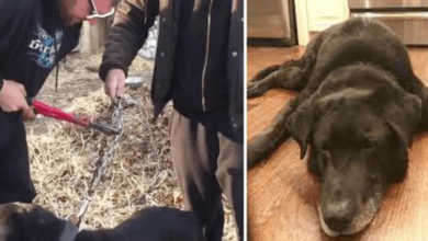 Photo of After 15 Years On A Chain, Elderly Dog Finally Gets To Experience Freedom