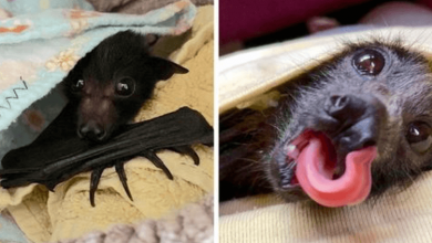 Photo of 12+ Photos Of Bats That Show How Adorable And Harmless They Truly Are