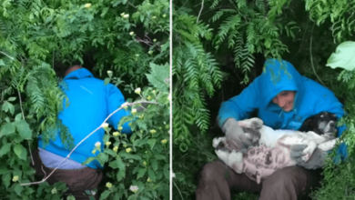 Photo of Man Spots Pregnant Stray Dog In Bushes And Rushes To Save Her Before She Gives Birth