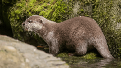 Photo of Lonely Otter Lost Her Partner, Finds Love Again Through Online Dating