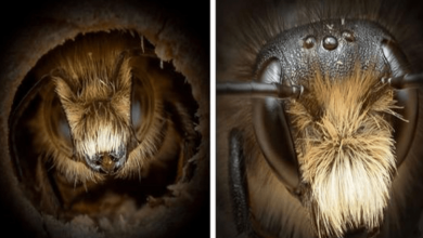Photo of Close-Up Portraits of Bees Capture Each of Their Unique Characteristics