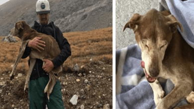 Photo of Hikers Rescue Dog That Was Trapped On Mountain For 6 Weeks After Hearing Her Cries