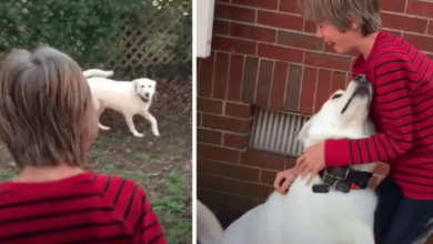 Photo of Boy Is Brought To Tears When Reunited With The Dog He Hadn’t Seen In A Year