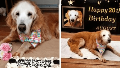 Photo of Meet Augie, The 20 Year Old Dog That Just Became The Oldest Golden Retriever In History