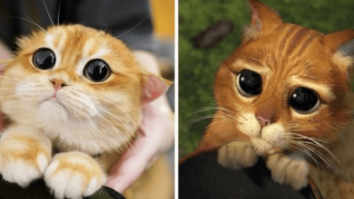 Photo of Meet Pisco, The Big-Eyed Cat Who Looks Like A Real-Life Puss In Boots