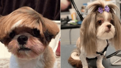 Photo of 15 Funny Haircuts That Make Pets Look Almost Humans