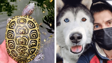 Photo of 19 Times Nature Was Inspired By The Raising Of Our Pets