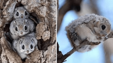Photo of The Japanese Flying Squirrel Is Possibly One Of The Cutest Animals In The World