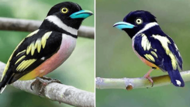 Photo of Black And Yellow Broadbill, A Stunning Tiny Bird That Jumps Out From Cartoon Movies