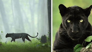 Photo of Stunning Shots Of A Black Panther In The Jungle By Wildlife Photographer