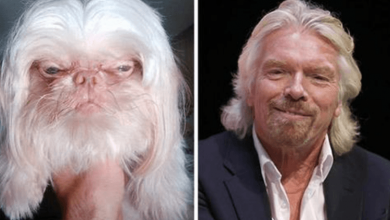 Photo of 21 Animals And Their Celebrity Doppelgangers