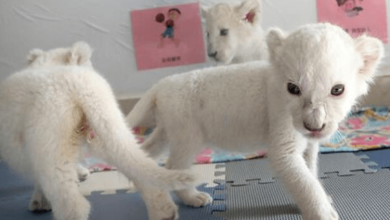 Photo of Extremely Rare White Lion Quadruplets Prepare To Meet Public For The First Time After Being Born