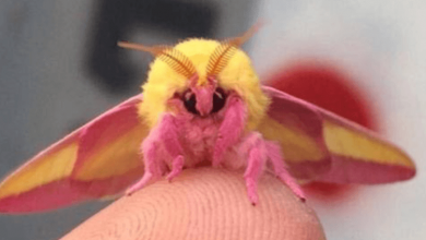 Photo of This Colorful Rosy Maple Moth Is an Eye-Catching Garden Visitor