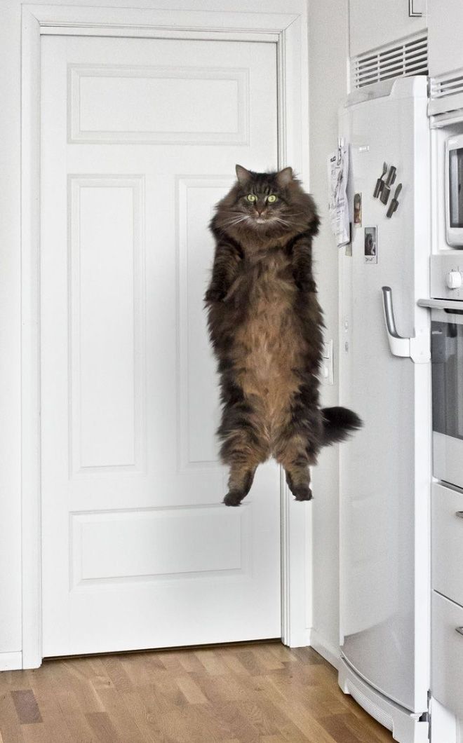 A very high jump by a cat, showcasing impressive athleticism.