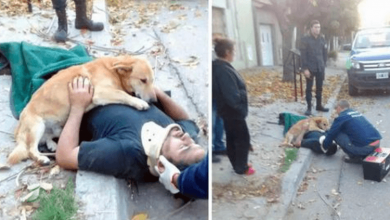 Photo of 15+ Times Dogs Proved They Understand Unconditional Love Better Than Humans Do