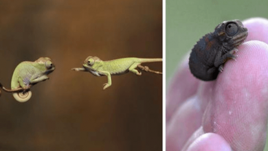 Photo of 10 Chameleon Babies That Will Make You Fall In Love With Lizards