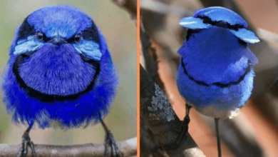 Photo of Meet The Splendid Fairywren, The Bright Blue Bird Who Knows About True Love