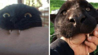 Photo of 8+ Comparisons Proving That Panthers Are The Same Cats, Only Larger In Size
