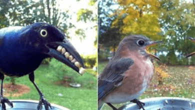 Photo of A Woman Set Up A Photo Booth For Birds In Her Yard, And The Result Was Not Long In Coming