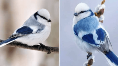 Photo of Meet the Azure Tit, a Tiny Frost-Blue Songbird Enchanting People With Its Cuteness