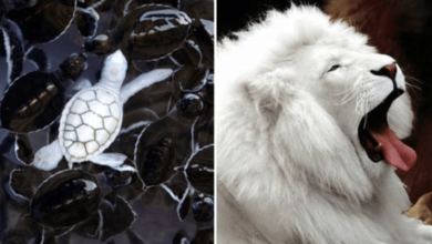 Photo of 15 Photos Of Albino Animals That Don’t Need Other Colors To Be Extremely Fascinating