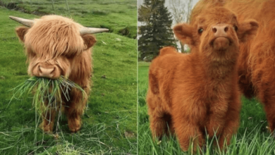 Photo of 10+ Adorable Photos Of Baby Yak That Can Cheer Anyone Up