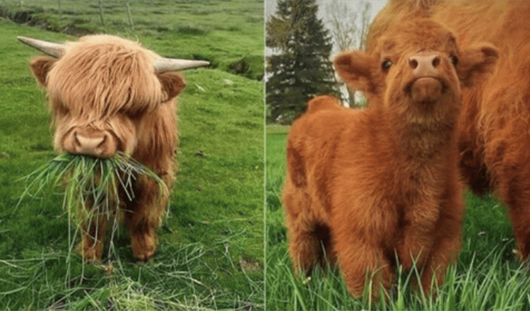 10+ Adorable Photos Of Baby Yak That Can Cheer Anyone Up | Tipsto