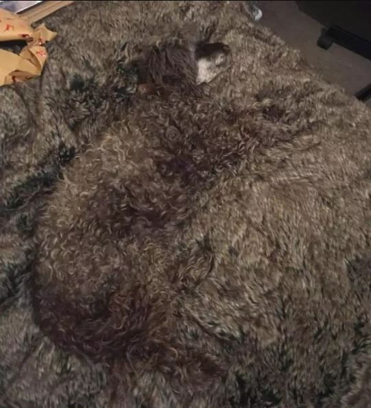 Can you spot the dog blending in with the textured floor or rug?