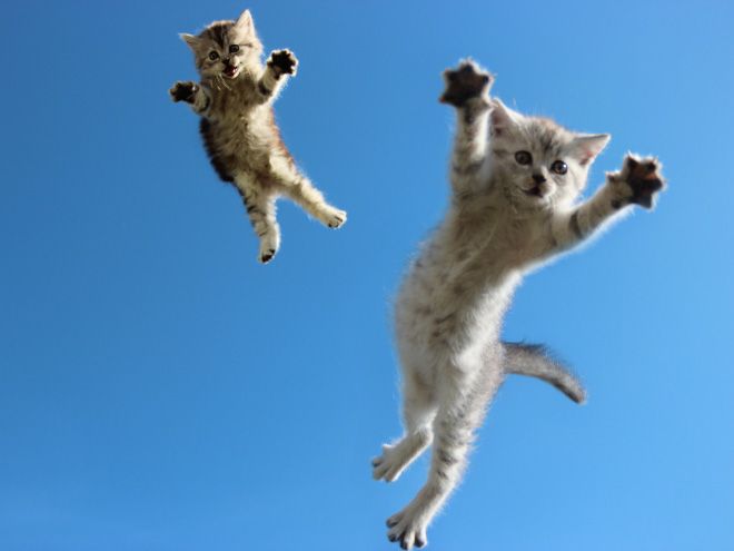 A cat in mid-air, paws outstretched dramatically.