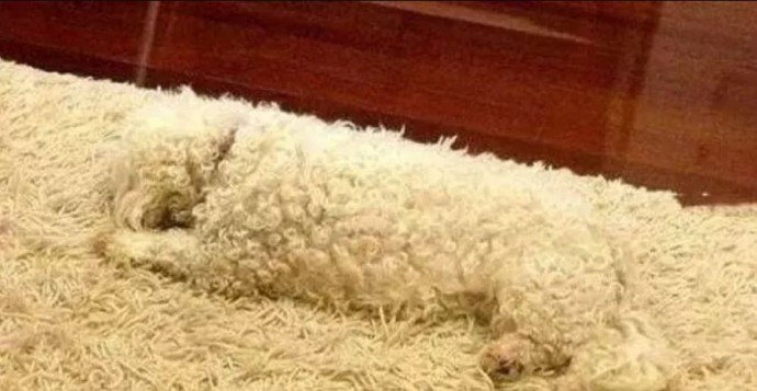 A long-haired dog looking like part of the furniture or decor.