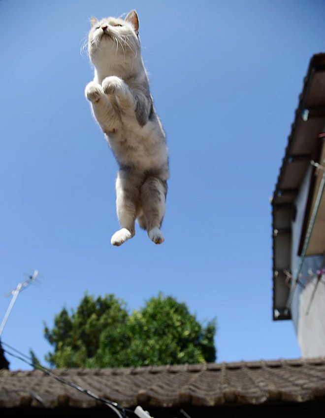 A cat performing a powerful launch from a resting position.