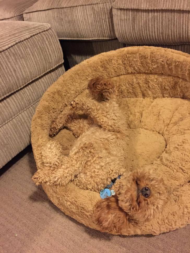 This dog is exceptionally well-hidden due to its coat matching the pattern of the throw.