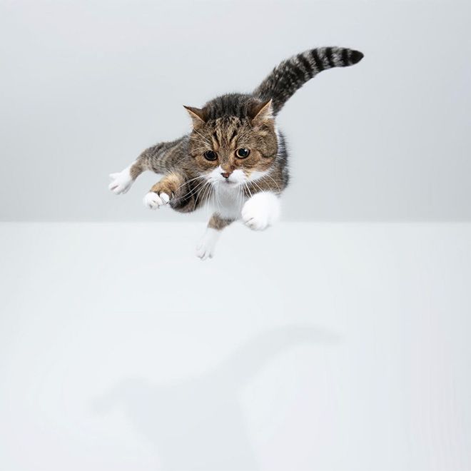 A perfectly centered, gravity-defying jump by a cat.