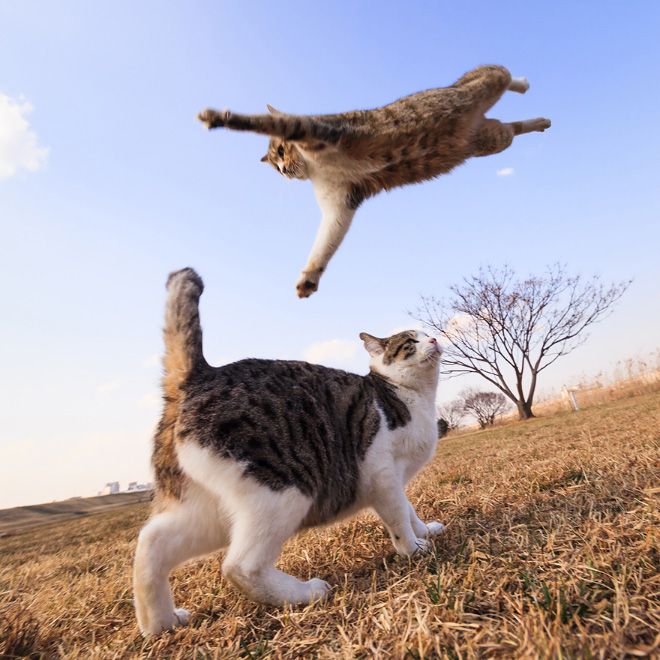 A cat looking surprised while leaping.