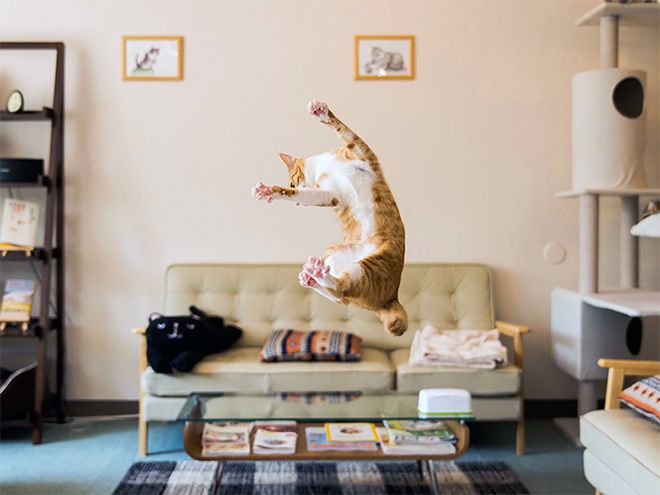A cat captured in the ascent of its jump.
