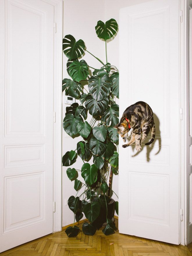 A cat suspended high in the air during a dramatic leap.