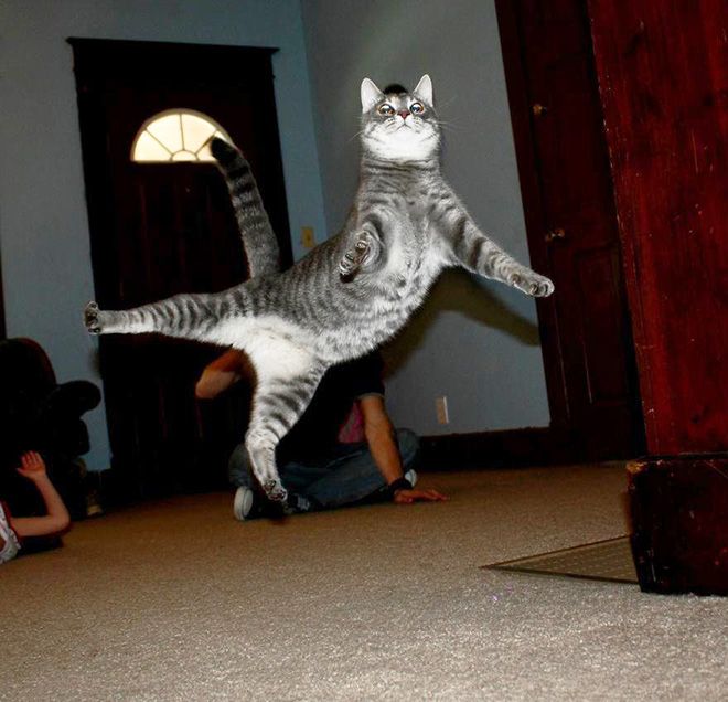 A cat looking comical mid-jump, perhaps slightly off-balance.