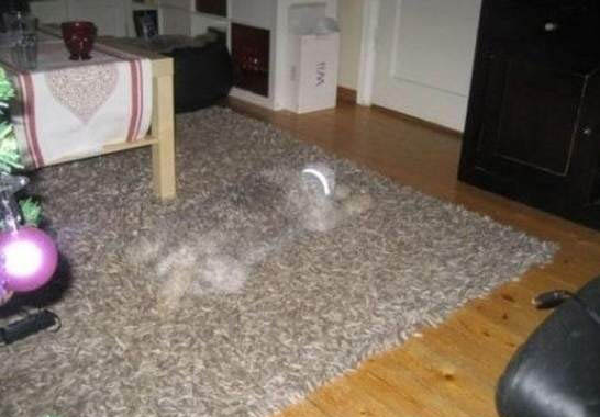 A small dog expertly hidden among similar-colored objects.