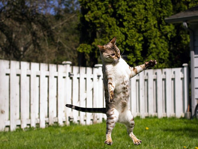 A cat mid-leap, captured with perfect comedic timing.